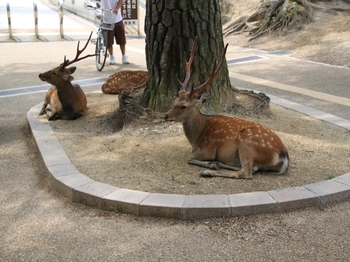 カルクウォール　奈良