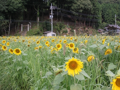 ひまわり園　迷路